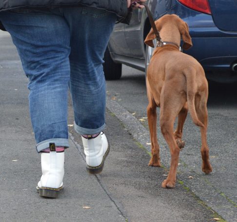 Ganganalyse des Hundes